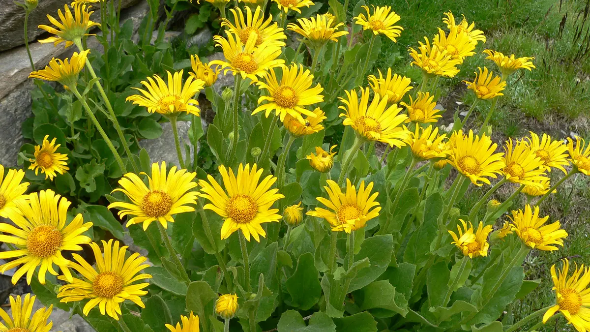 Doronicum sanctum Described as a New Species from Tawang