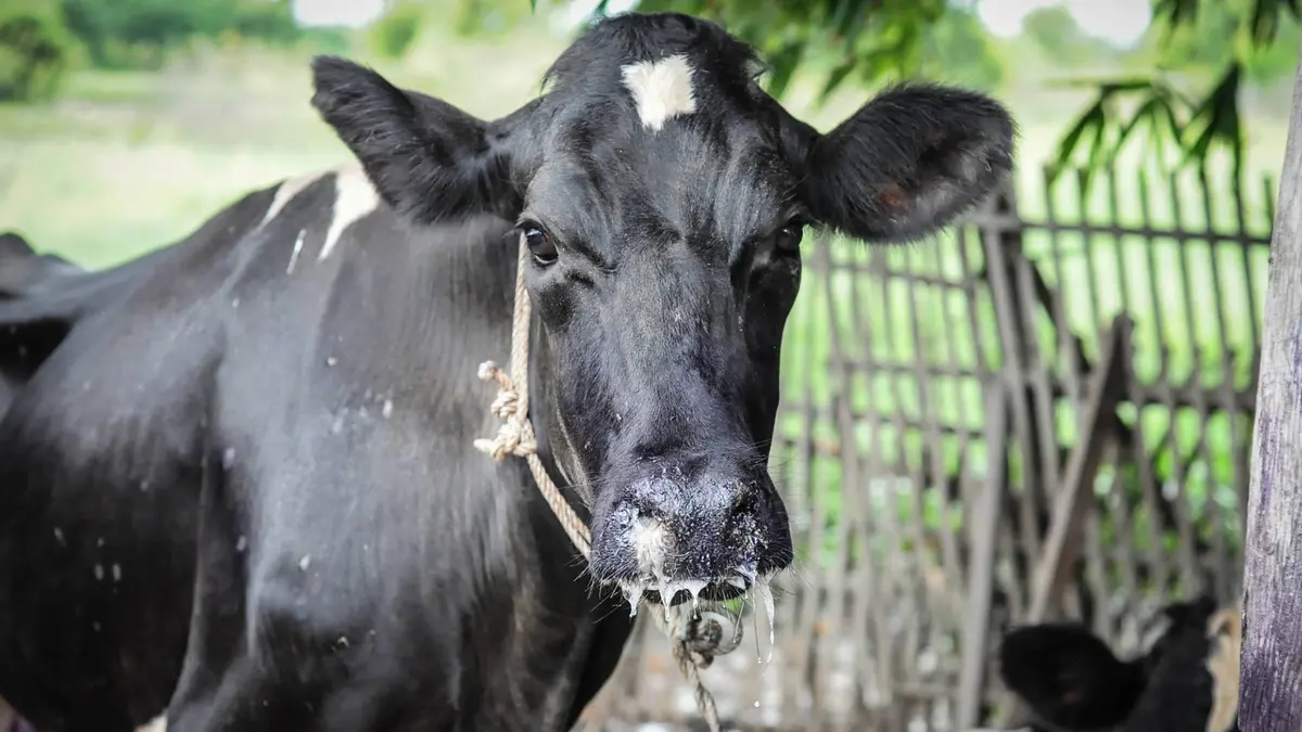 Foot and Mouth Disease (FMD)