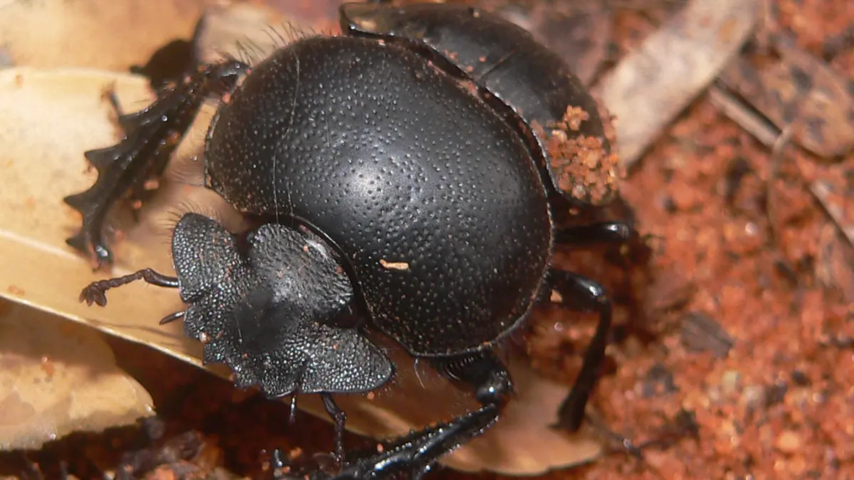 Dung Beetles and the Milky Way