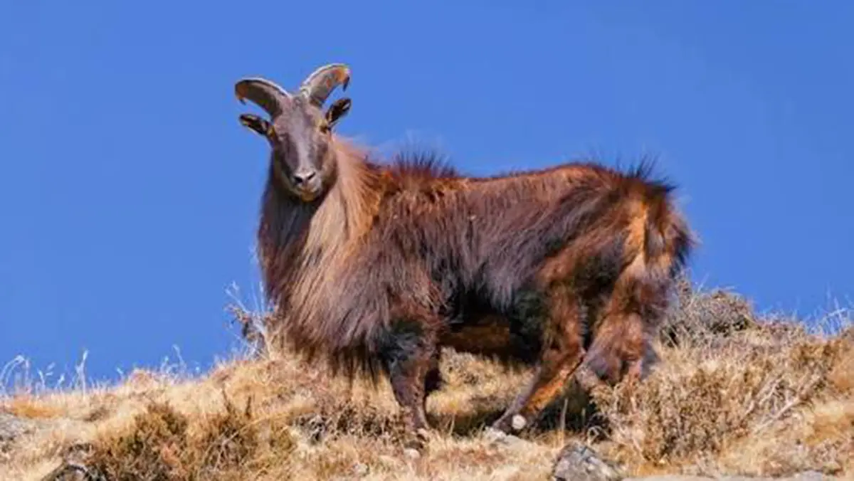 Himalayan Tahr: Kedarnath Sanctuary Plans Curbs on Human Activity