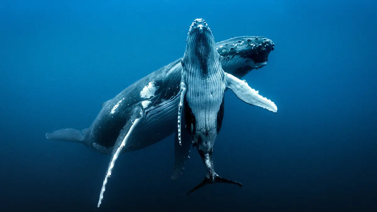 Humpback Whales Stage Remarkable Comeback
