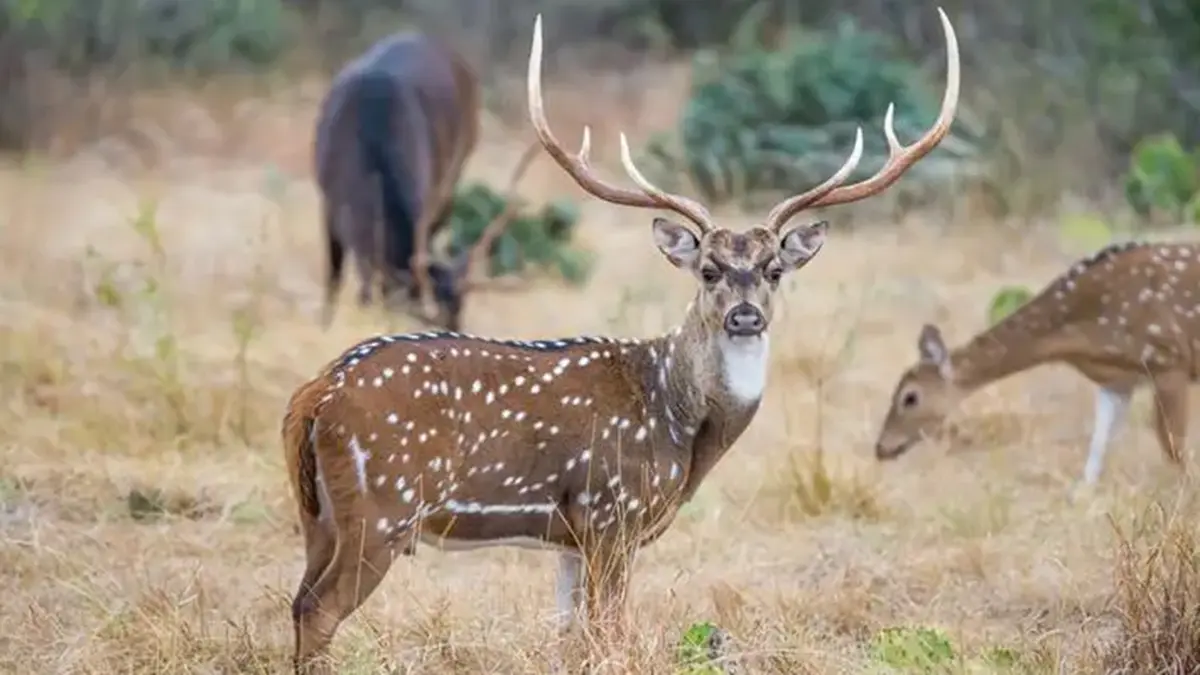 Illegal Hunting of Chital in Chhattisgarh