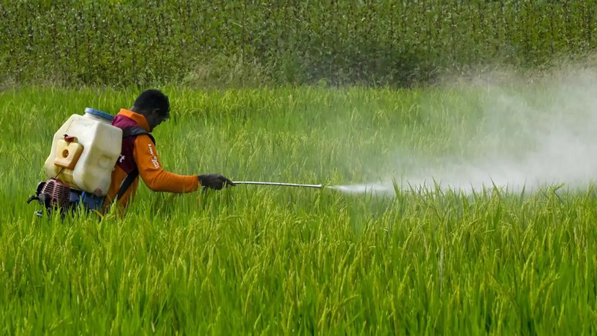 Paraquat Herbicide – Toxicity Concerns and Regulatory Actions