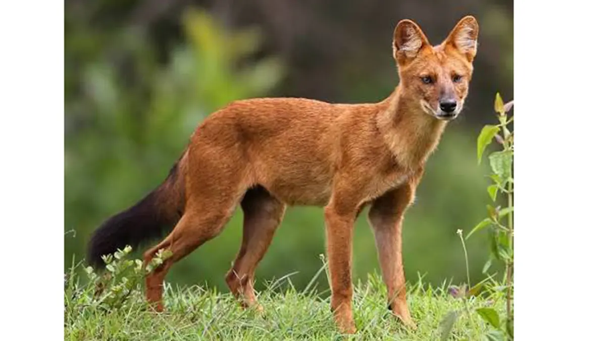 Asiatic Wild Dog – What Genetic Evidence Reveals about the Dhole’s Diet