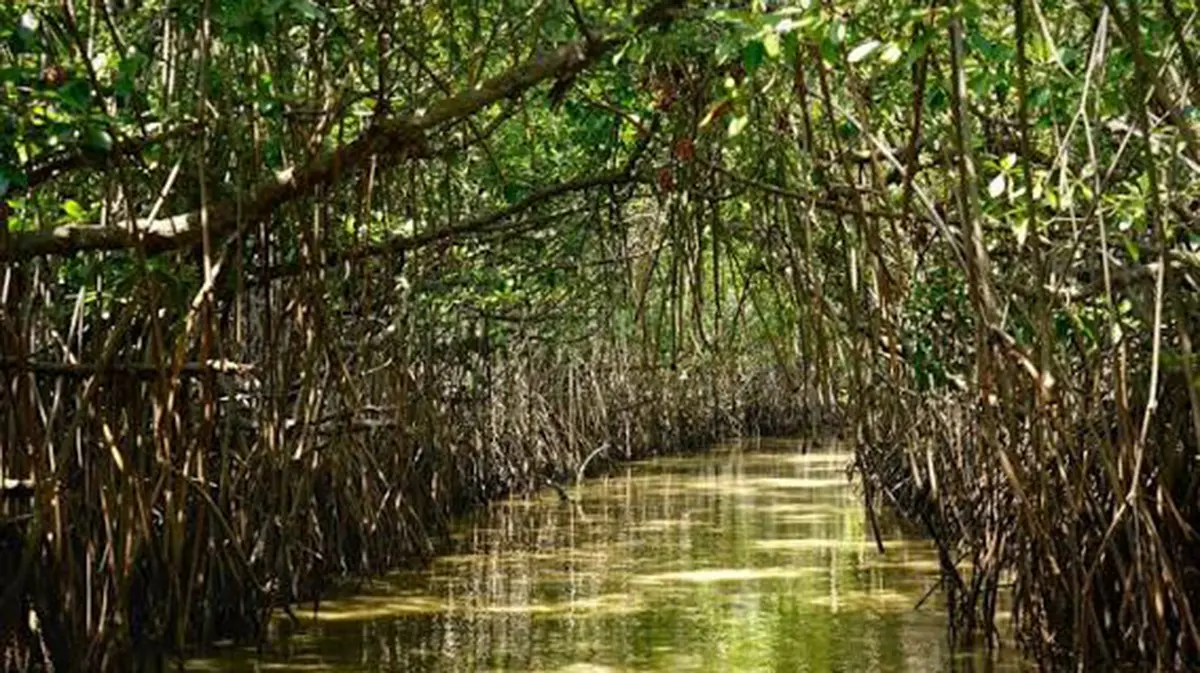 Pichavaram Mangroves: ₹2,485.38 Crore Ecosystem Valuation