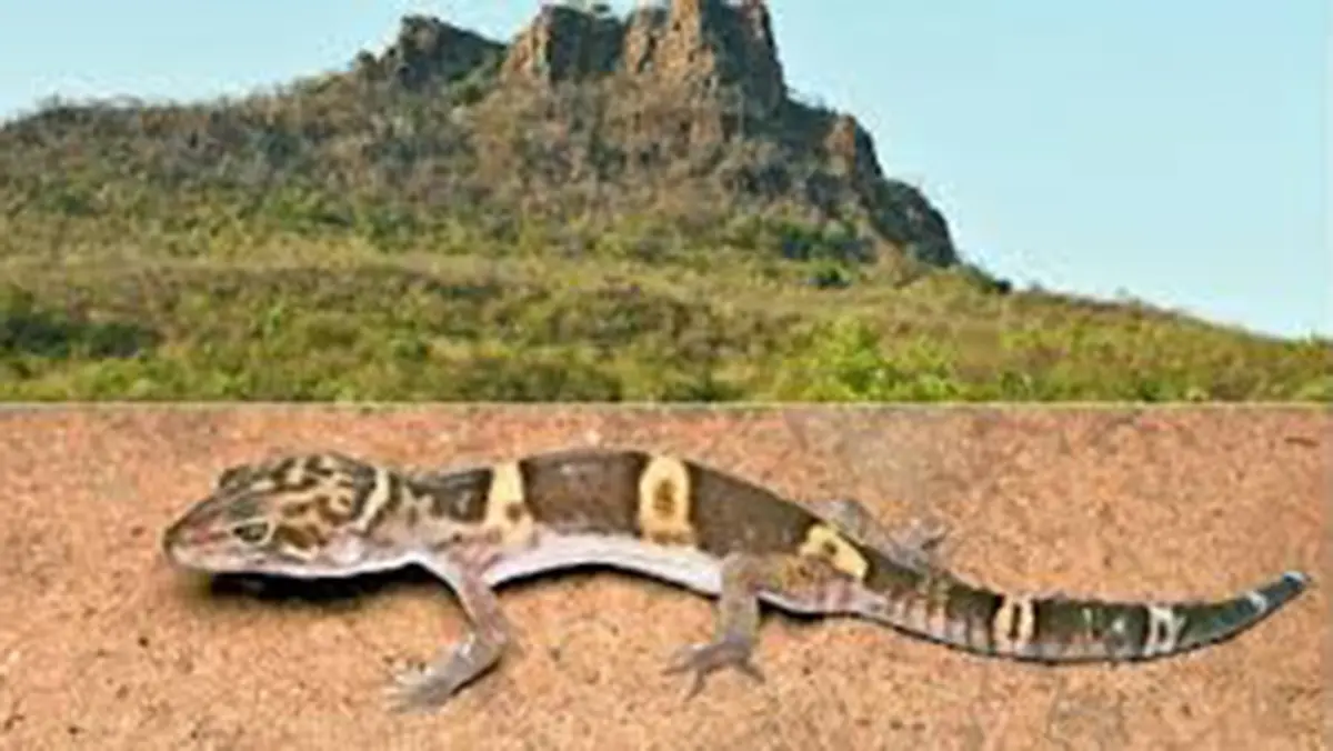Eublepharis jhuma – A New Leopard Gecko Species