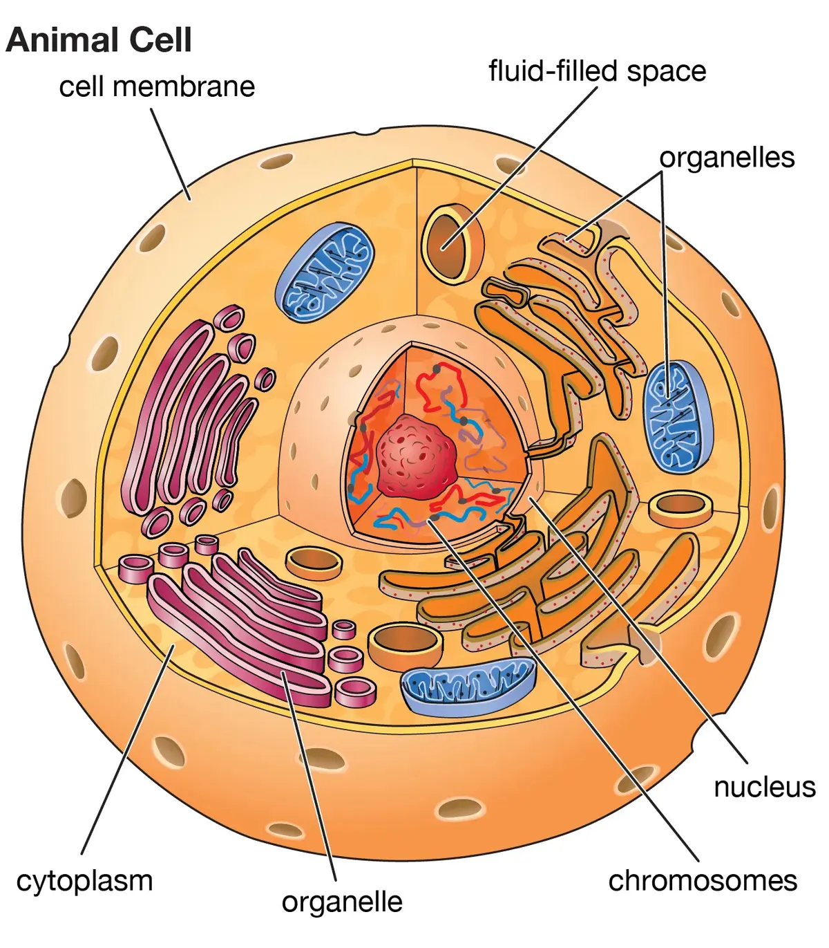 Cytoplasm – Understanding a Cell’s Inner World