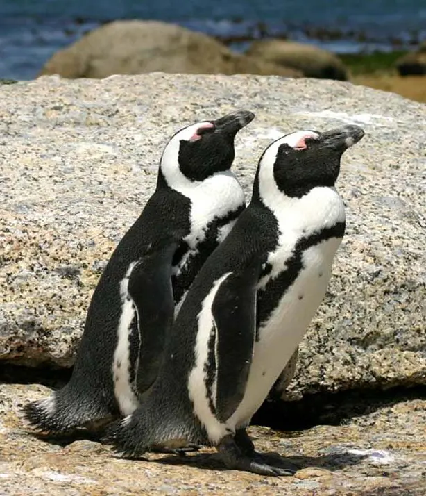 African penguin – on the brink of extinction