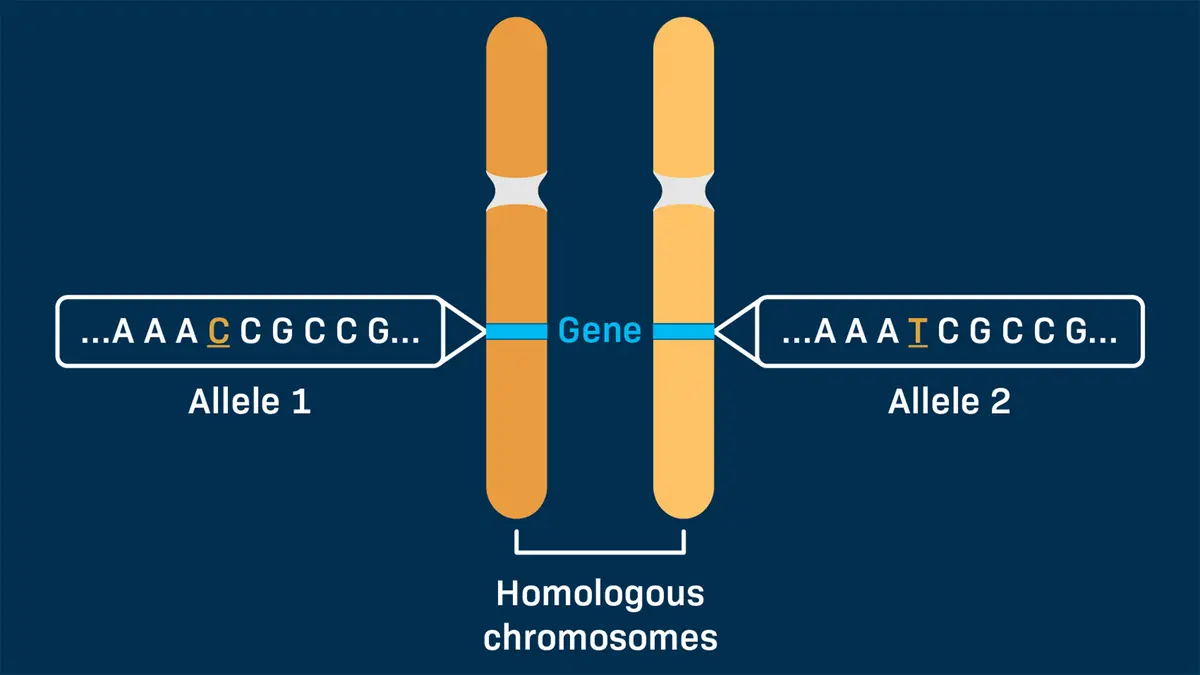 Allele: Understanding Genetic Variations