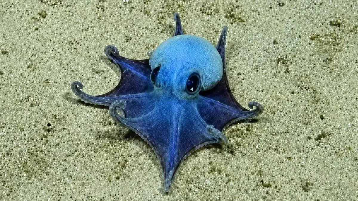 Microeledone galapagensis: Deep-sea Octopus & Galapagos