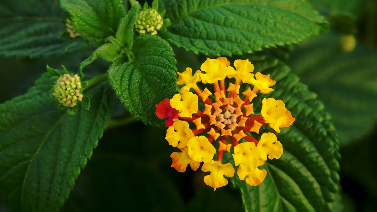 Lantana camara – Invasive Shrub Threatening Indian Ecosystems