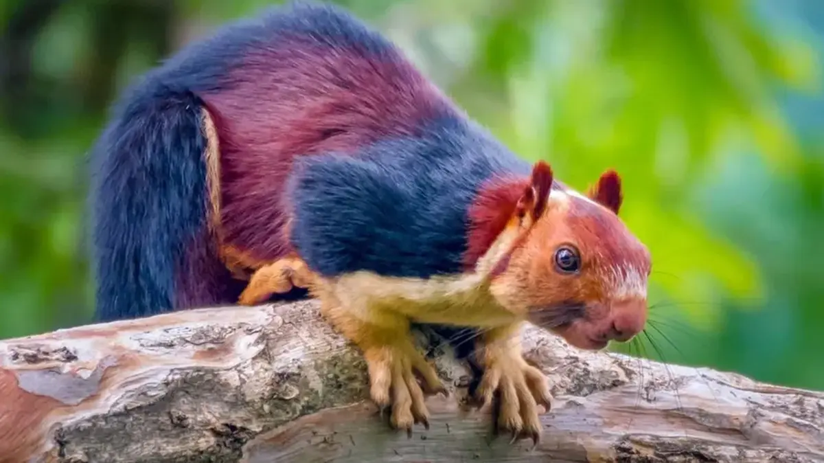 Giant Malabar Squirrel – The Colourful Acrobat of India’s Forests