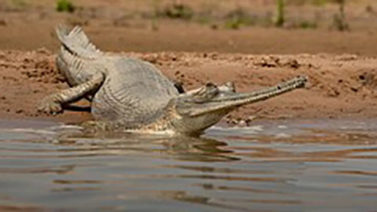 National Chambal Sanctuary