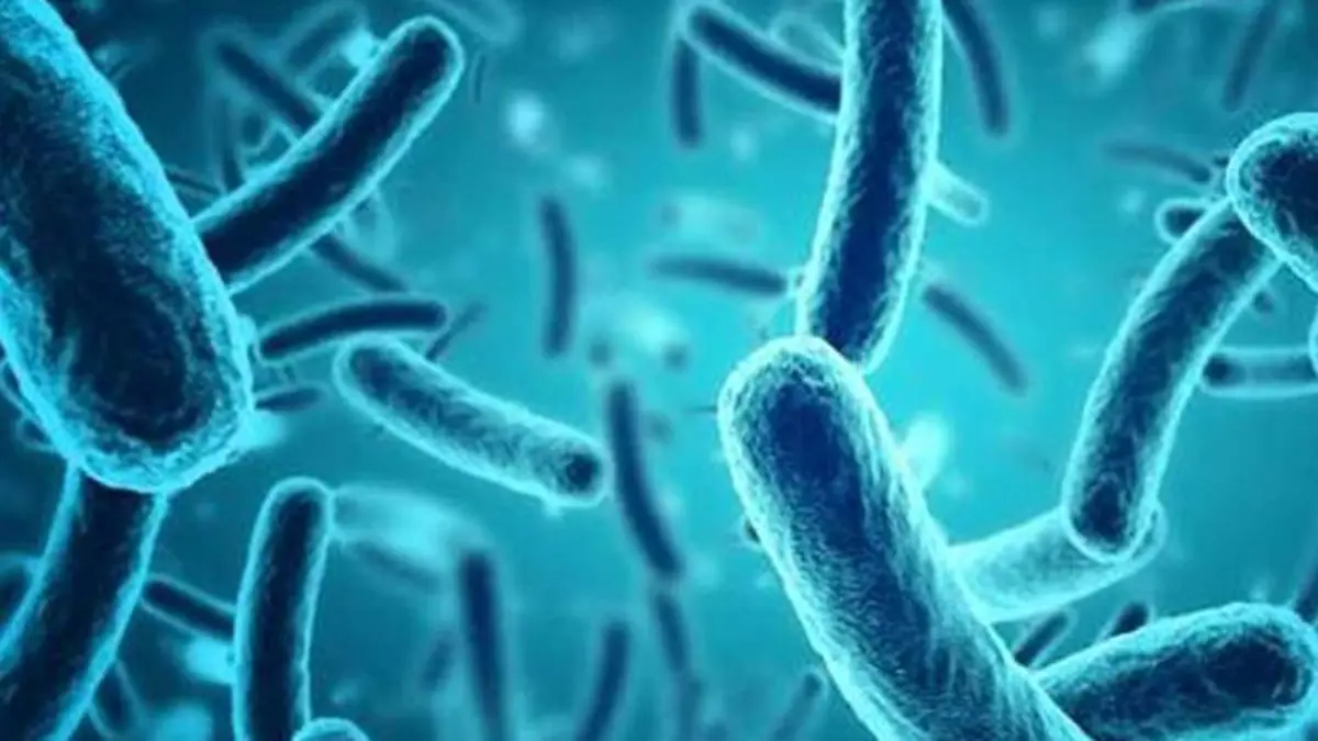Micromonospora shyamaprasadii: New Soil Bacterium Discovered