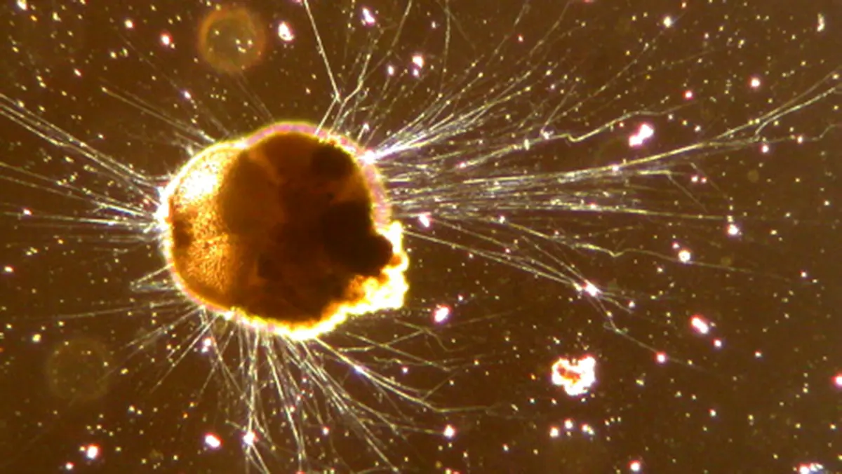 New Foraminifera Species – Portatrochammina bharatensis