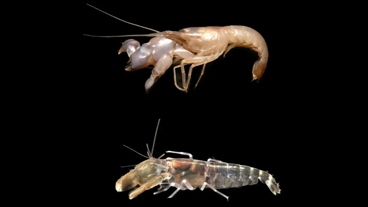 Alpheus vembanadi: Two New Pistol Shrimps from Kochi