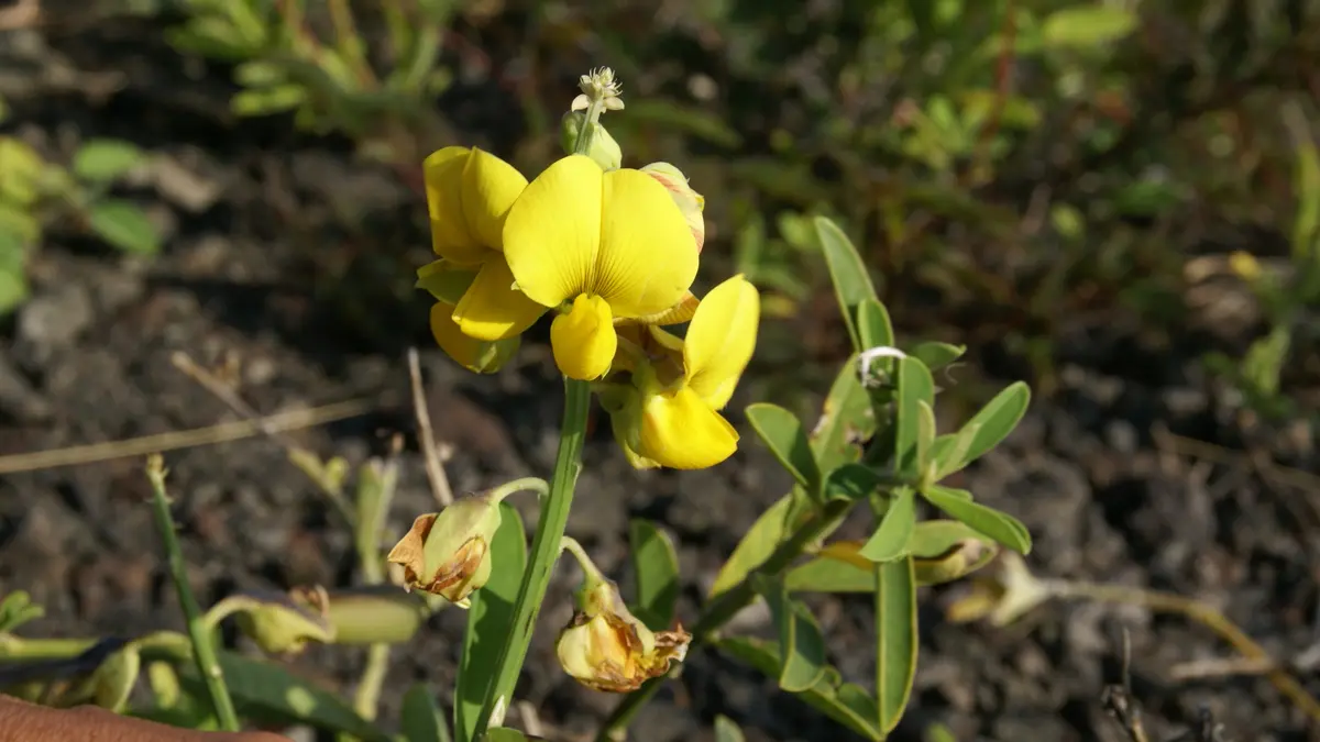 New Plant Species Crotalaria phulei Discovered in Maharashtra