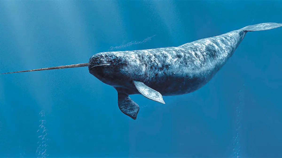 Opposite Collagen Twists Keep a Narwhal Tusk Growing Straight