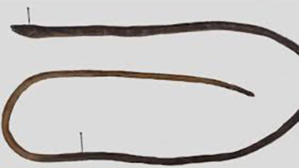 New Snake‑Eel Species: Bascanichthys chepakakiensis