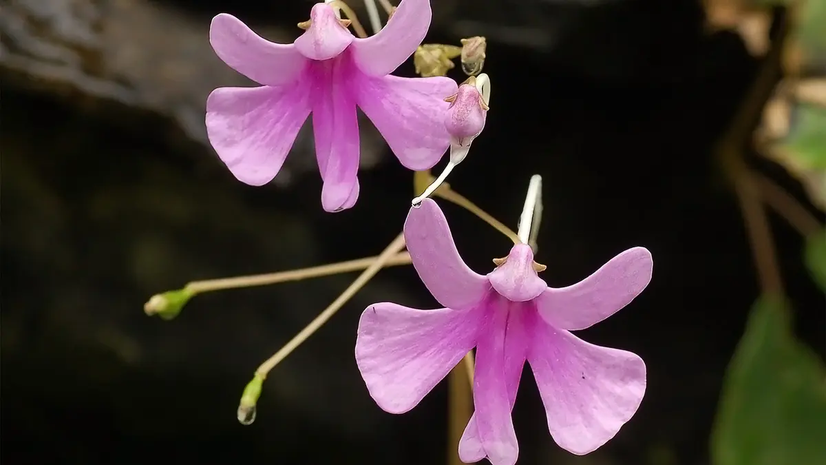 Impatiens nagorum – A New Balsam from Nagaland