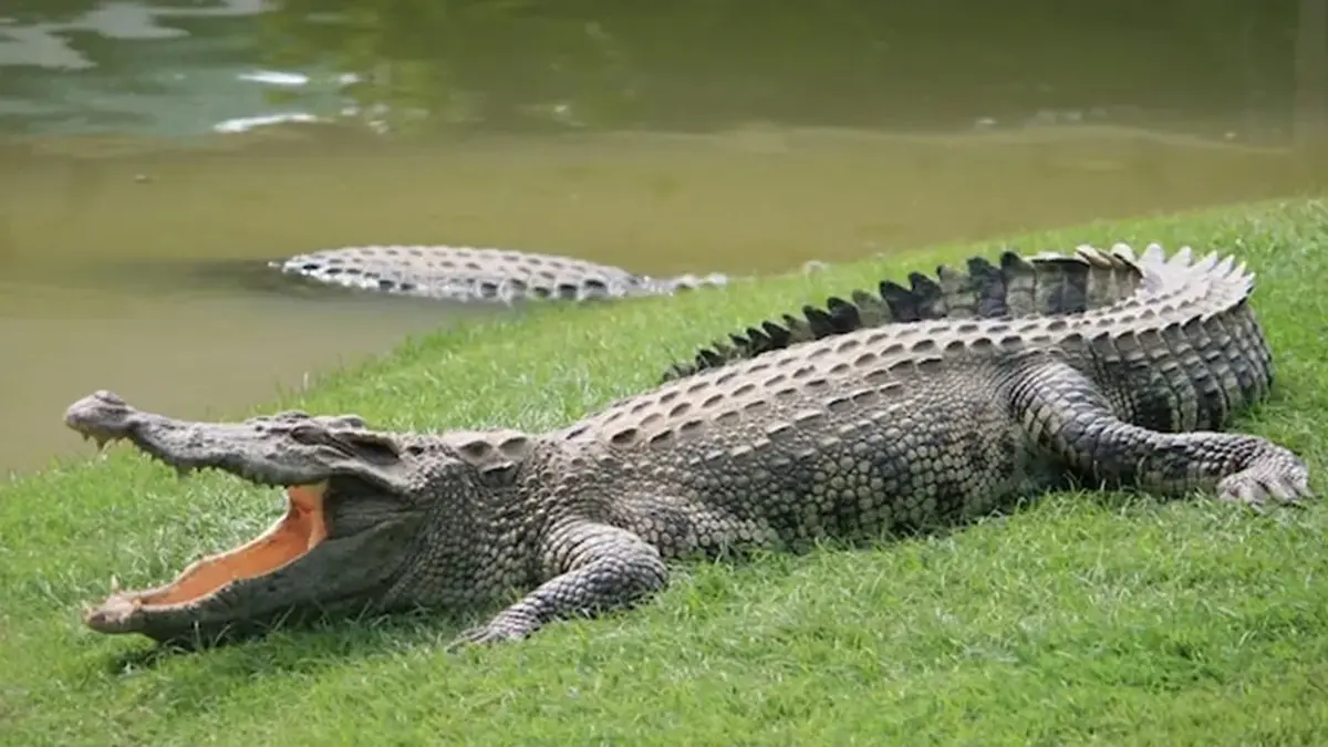 World Crocodile Day 2026 – Legacy in Every Scale
