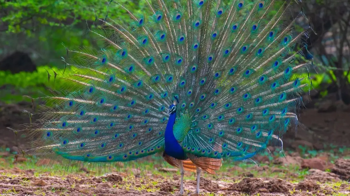 Indian Peafowl: First Official Record in Orang Tiger Reserve