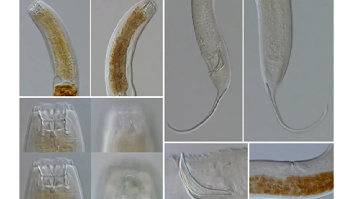 ZSI Discovers New Free‑Living Marine Nematodes