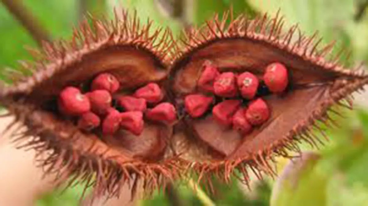 Annatto – Natural Colourant and Farmer Issues