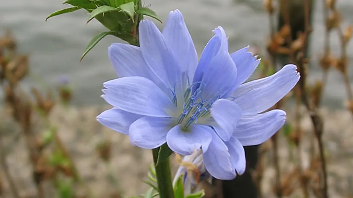 FSSAI Mandates Clear Labelling of Chicory in Coffee