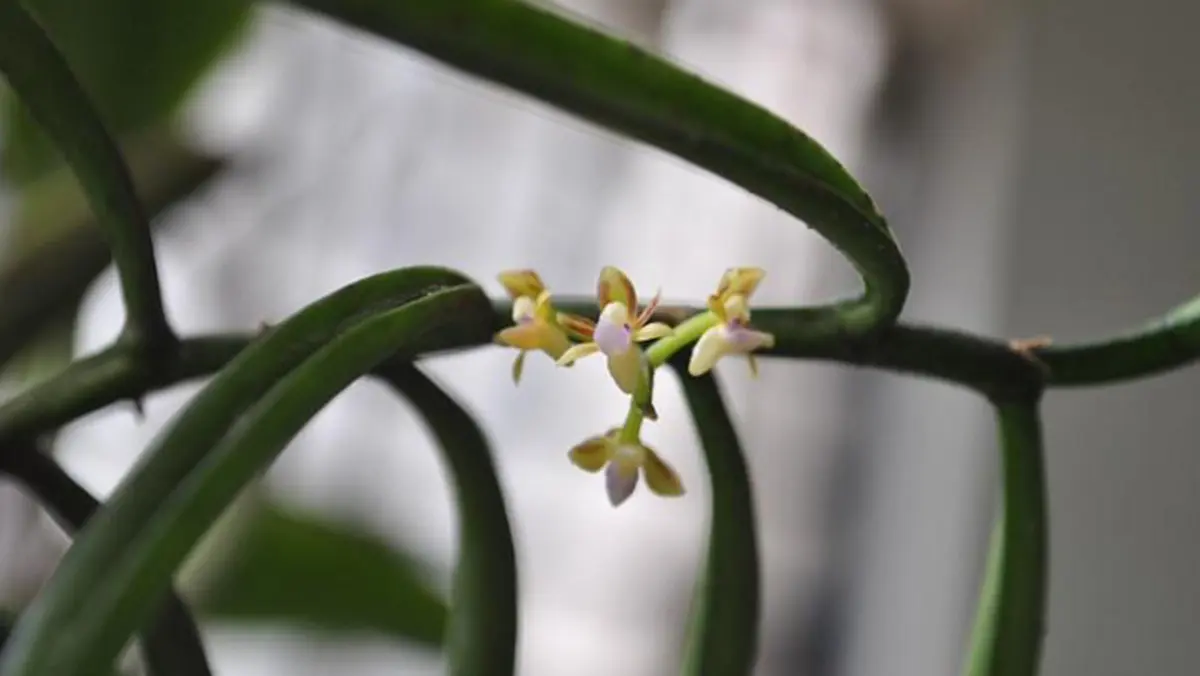 Diplocentrum papillosum – a new orchid