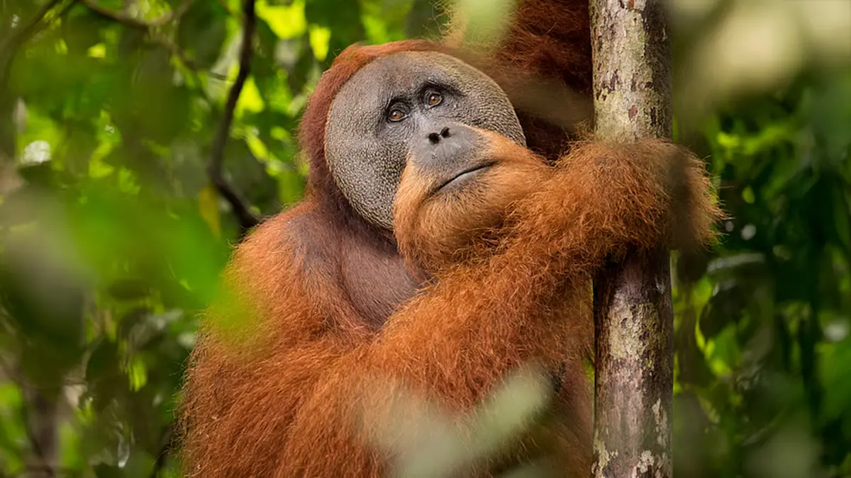 Cyclone Senyar and the Tapanuli Orangutan