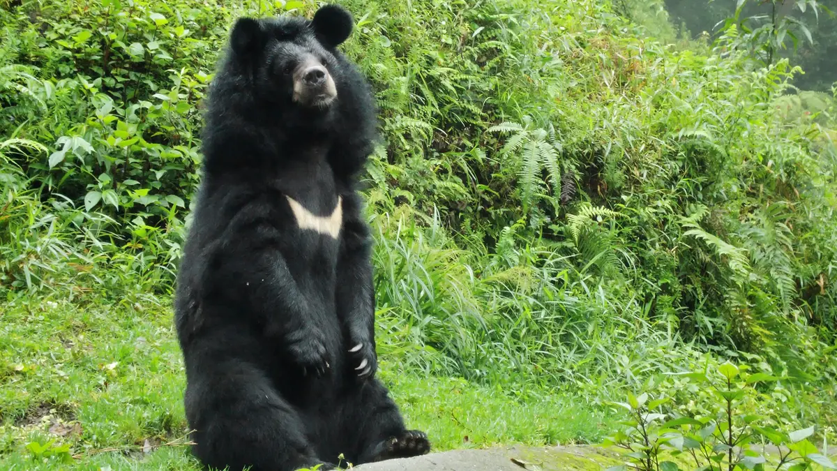 Himalayan Black Bear – Climate Change and Human–Bear Conflict