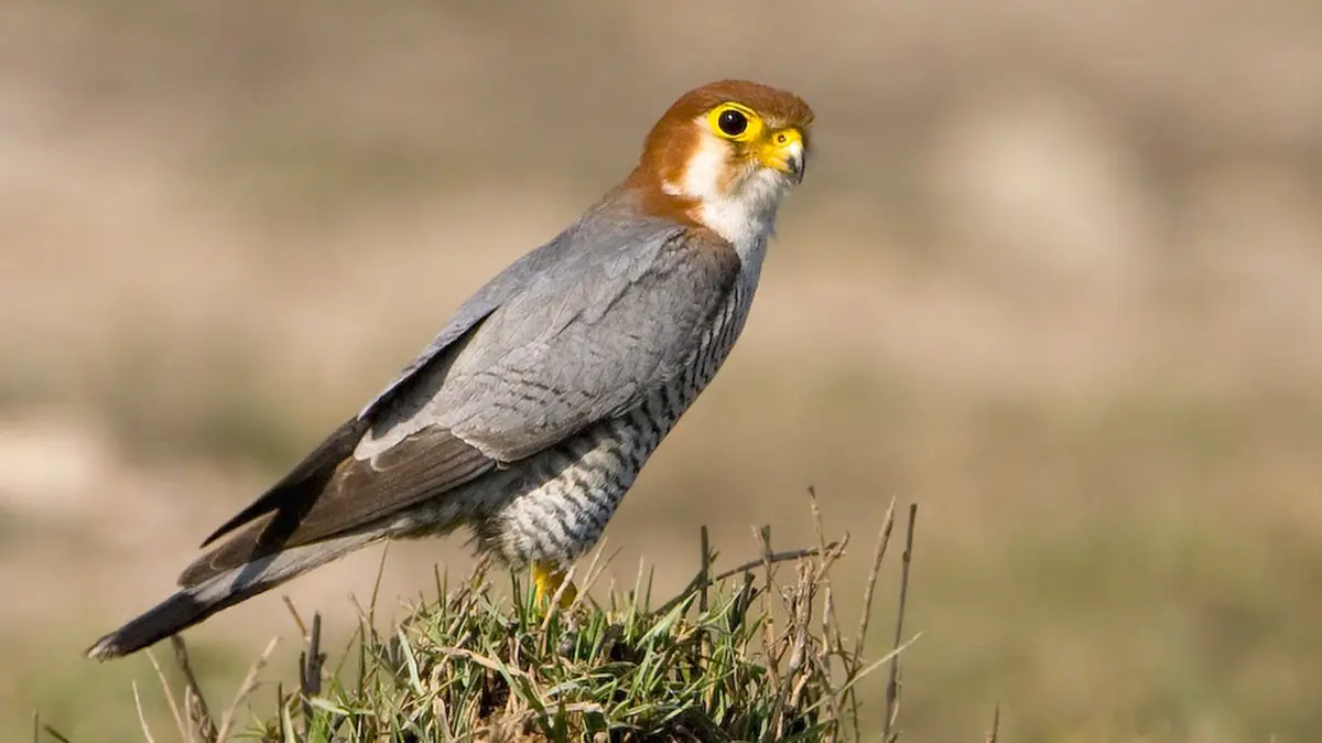 Red‑Necked Falcon spotted in Kawal Tiger Reserve