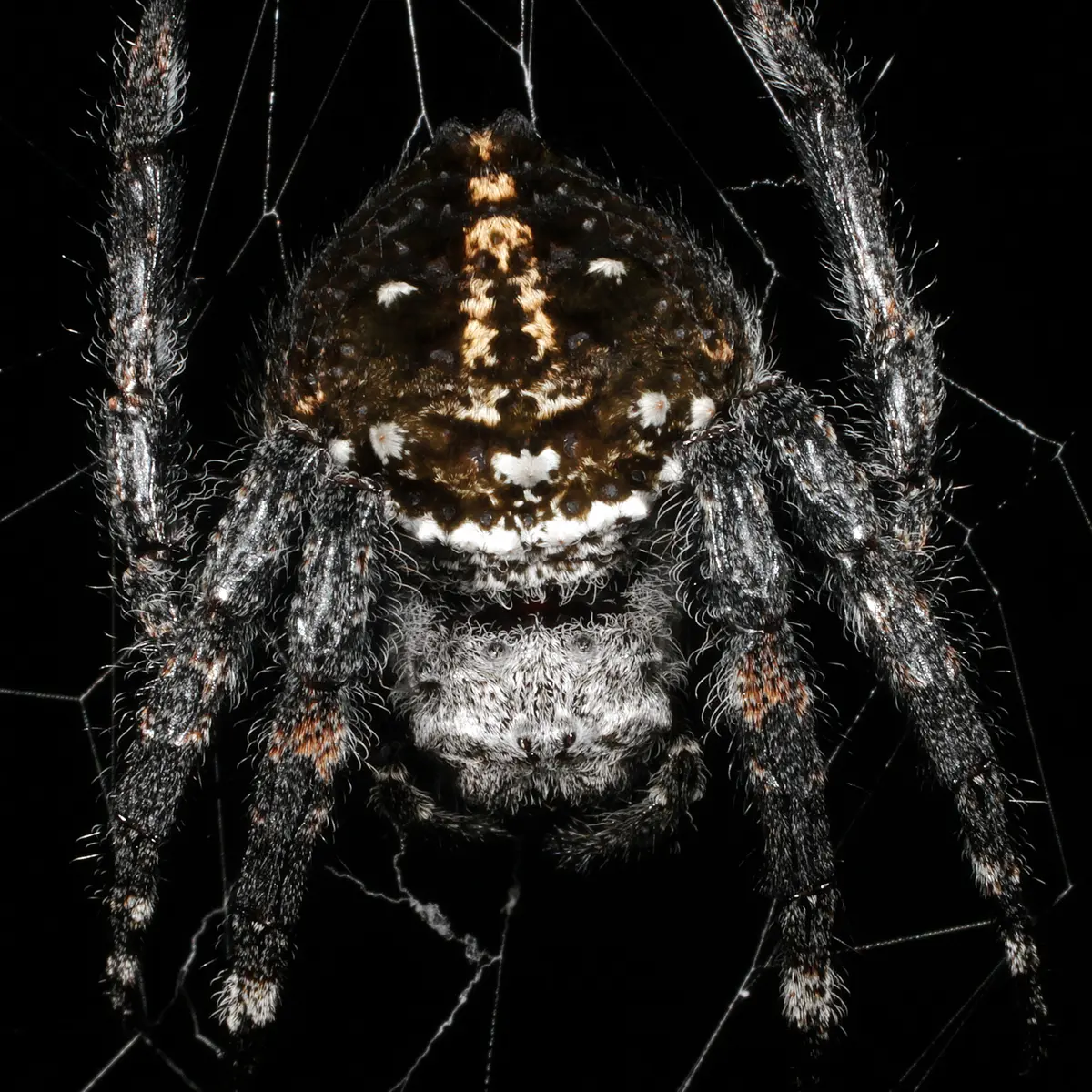 Darwin’s Bark Spider – Toughest Silk in Nature